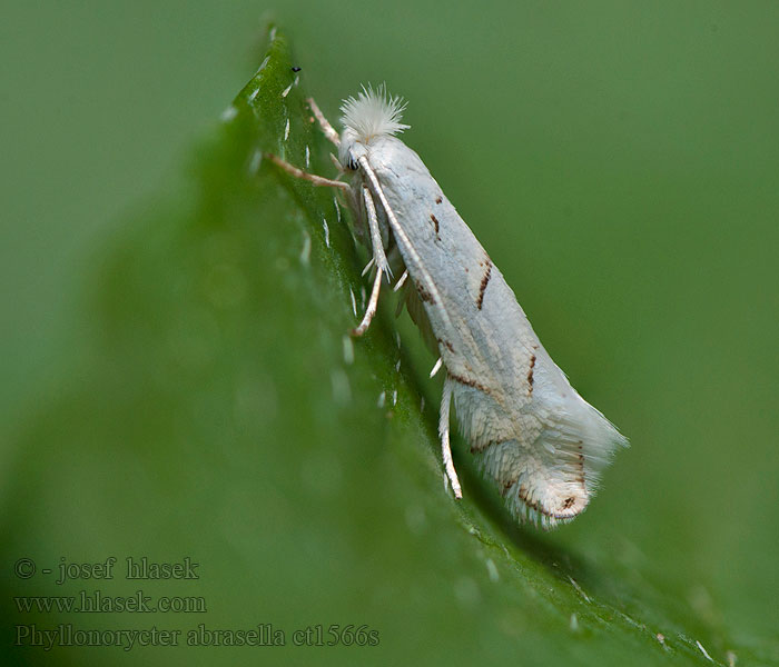 Phyllonorycter abrasella