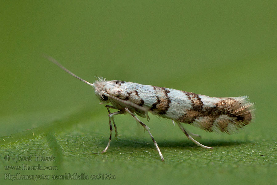 Phyllonorycter acerifoliella Klíněnka javorová Ploskáčik javorový