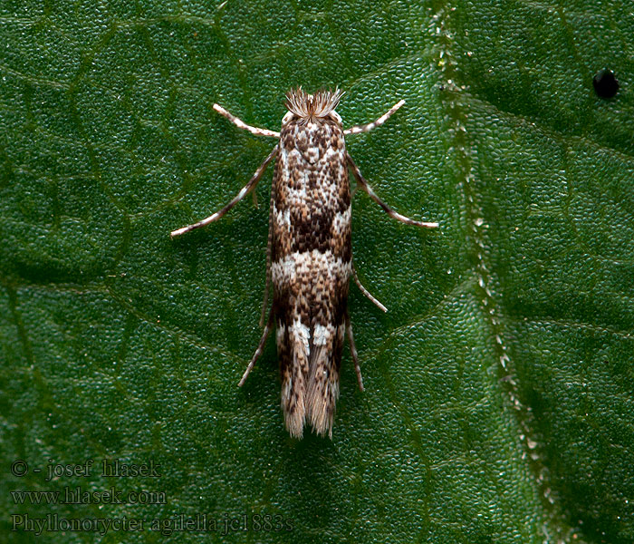 Phyllonorycter agilella