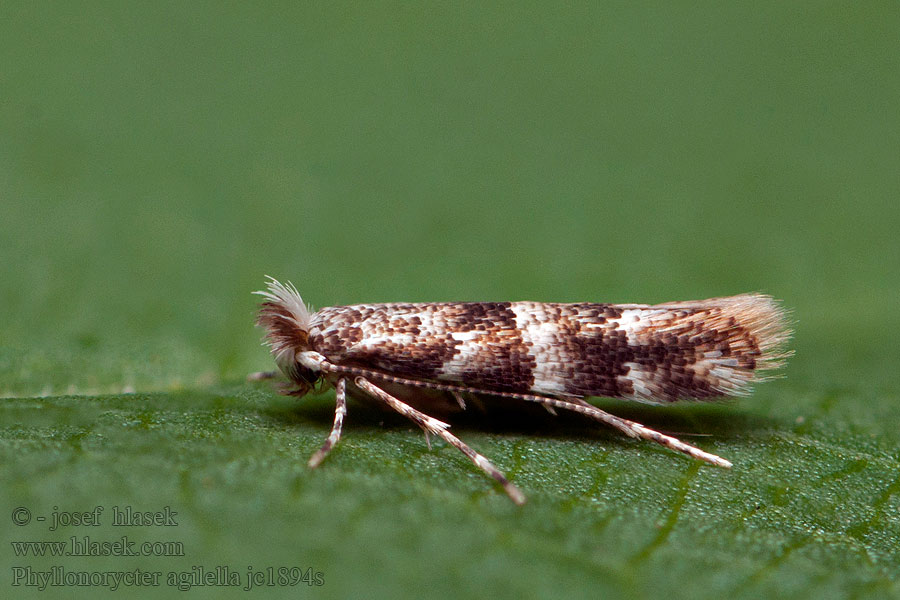 Phyllonorycter agilella