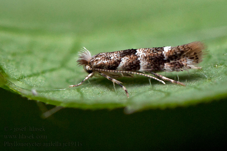 Phyllonorycter agilella