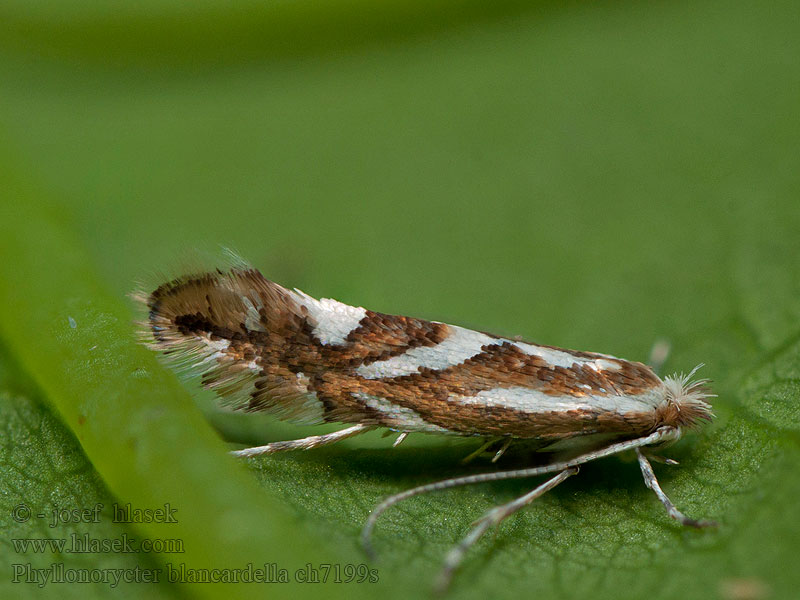 Phyllonorycter blancardella Klíněnka jabloňová Ploskáčik jabloňový