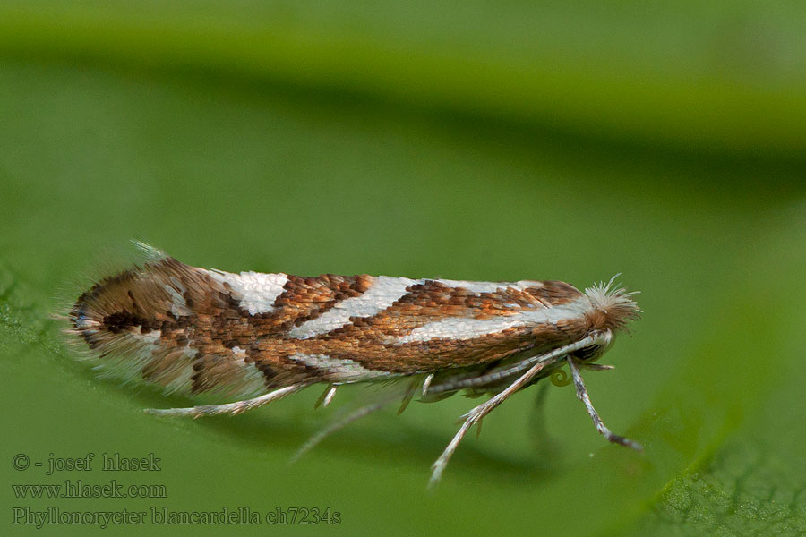 Phyllonorycter blancardella Szrotówek białaczek Appelvouwmot