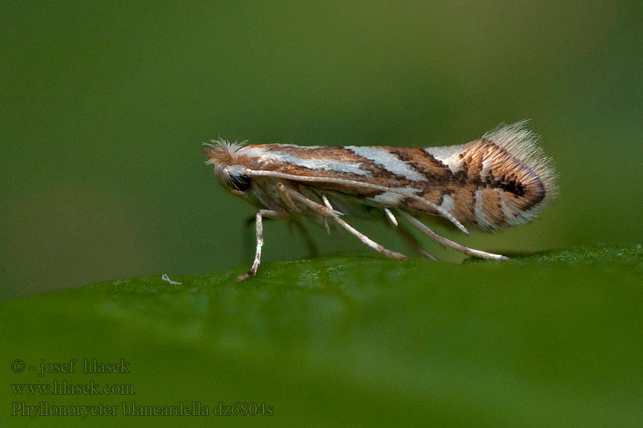 Almalevél aknázómoly Apelguldmal Æblerynkeminérmøl Phyllonorycter blancardella