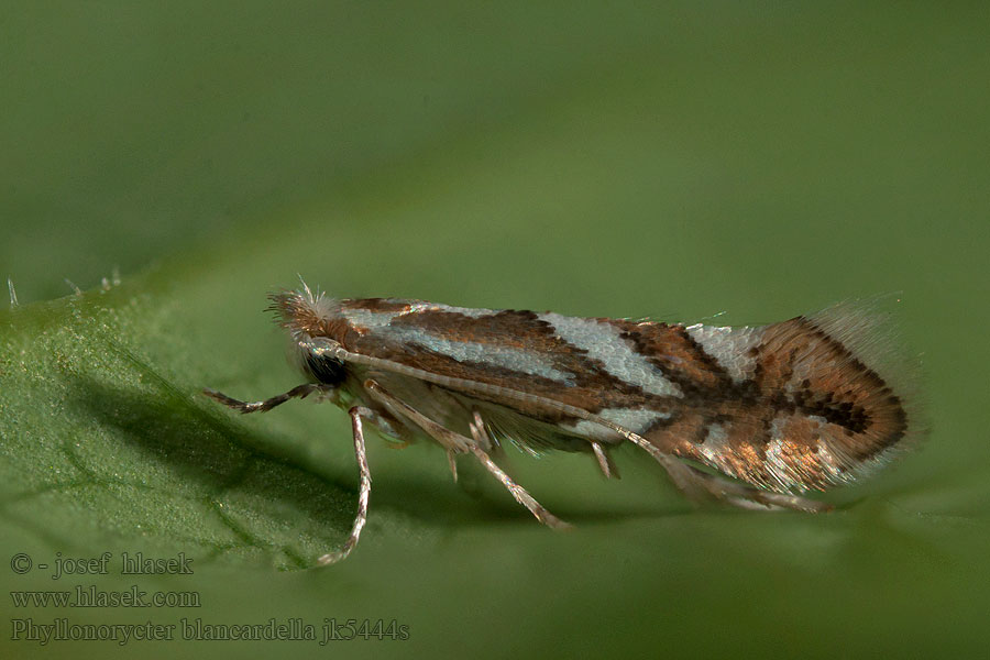 Szrotówek białaczek Appelvouwmot Phyllonorycter blancardella