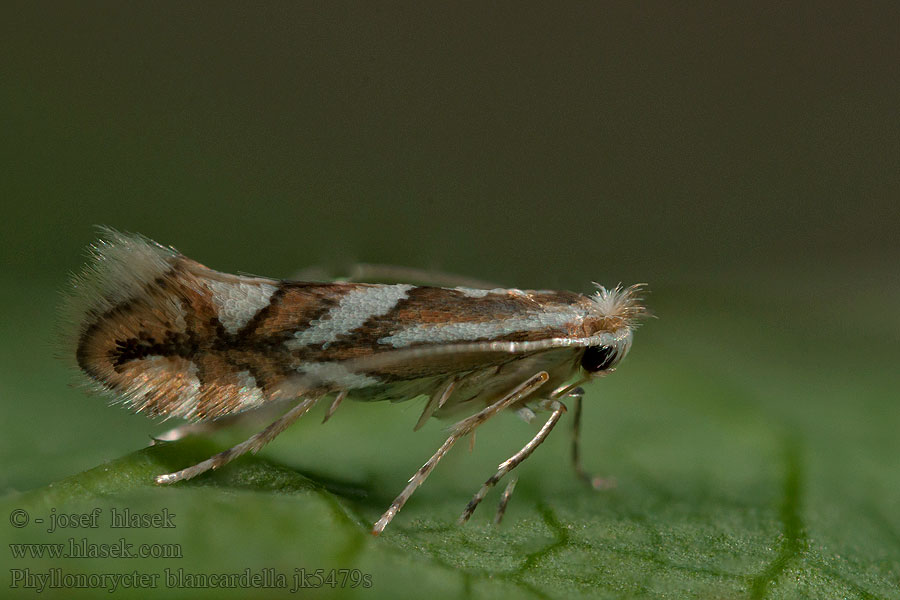 Ploskáčik jabloňový Моль-пестрянка плодовая Phyllonorycter blancardella
