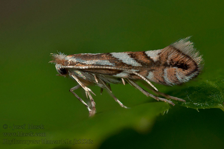 Klíněnka jabloňová Spotted Tentiform Leafminer Phyllonorycter blancardella