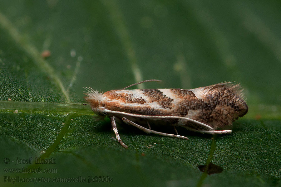 Phyllonorycter connexella Ploskáčik močariskový