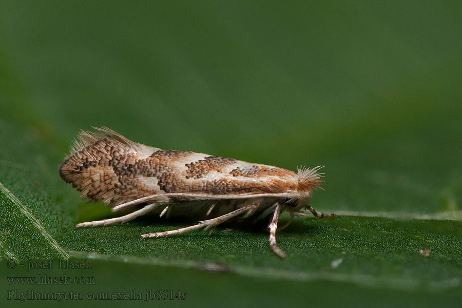 Phyllonorycter connexella Gouden populierenvouwmot Jolsterguldmal