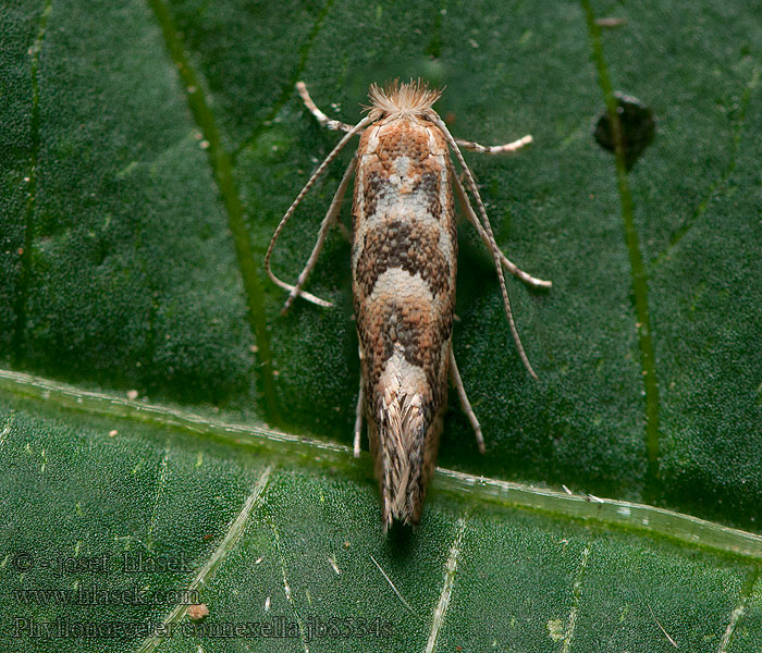 Phyllonorycter connexella