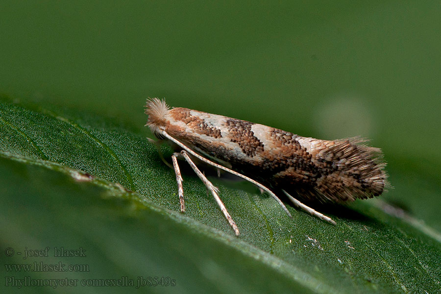 Phyllonorycter connexella