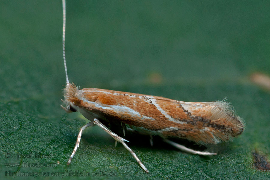 Phyllonorycter corylifoliella Klíněnka ovocná Ploskáčik mnohožravý