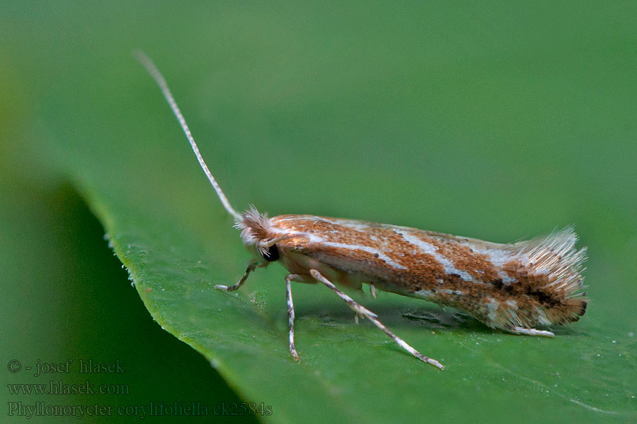 Phyllonorycter corylifoliella Klíněnka ovocná