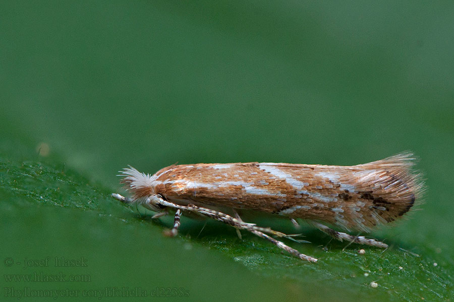 Phyllonorycter corylifoliella Hawthorn Red Midget Moth
