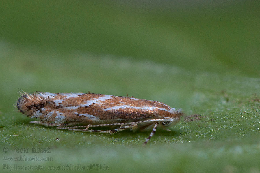 Phyllonorycter corylifoliella Ploskáčik mnohožravý