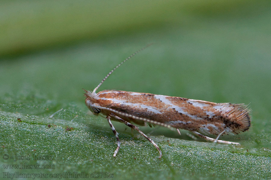 Phyllonorycter corylifoliella Mоль-пестрянка плодовая