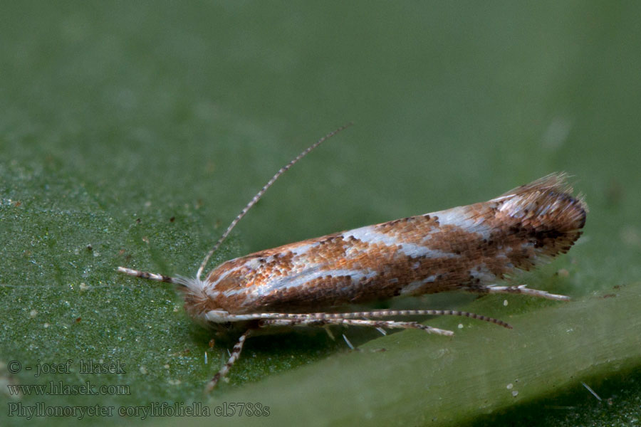 Phyllonorycter corylifoliella Vruchtboomvouwmot