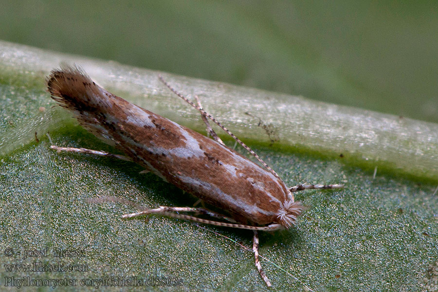 Phyllonorycter corylifoliella Almalevél aknázómoly