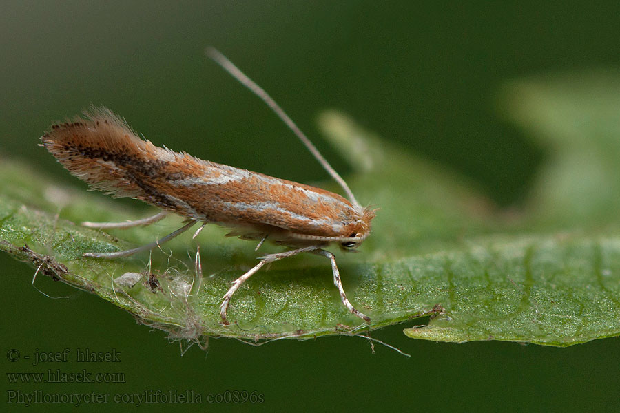 Klíněnka ovocná Phyllonorycter corylifoliella