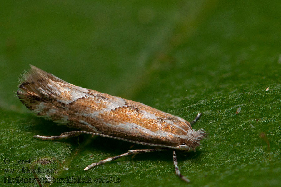 Ploskáčik mnohožravý Phyllonorycter corylifoliella