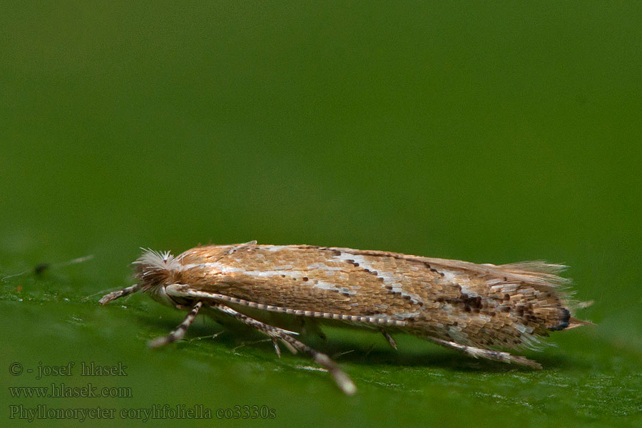 Mоль-пестрянка плодовая Phyllonorycter corylifoliella