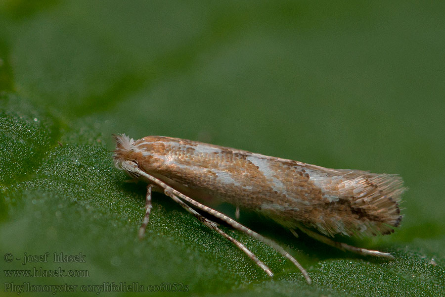 Vruchtboomvouwmot Almalevél aknázómoly Phyllonorycter corylifoliella