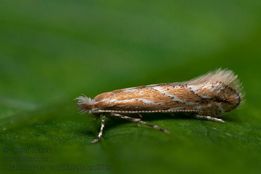 Phyllonorycter corylifoliella