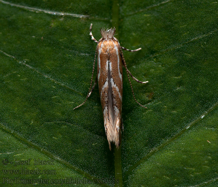 Phyllonorycter corylifoliella