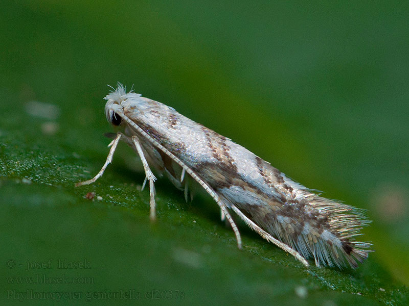 Phyllonorycter geniculella Sycamore Midget Ploskáčik klenový