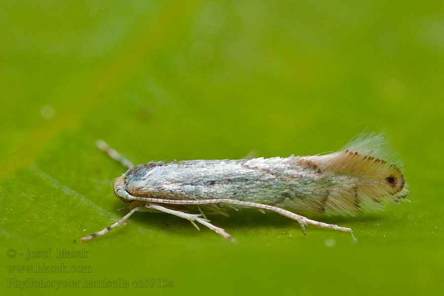 Phyllonorycter harrisella