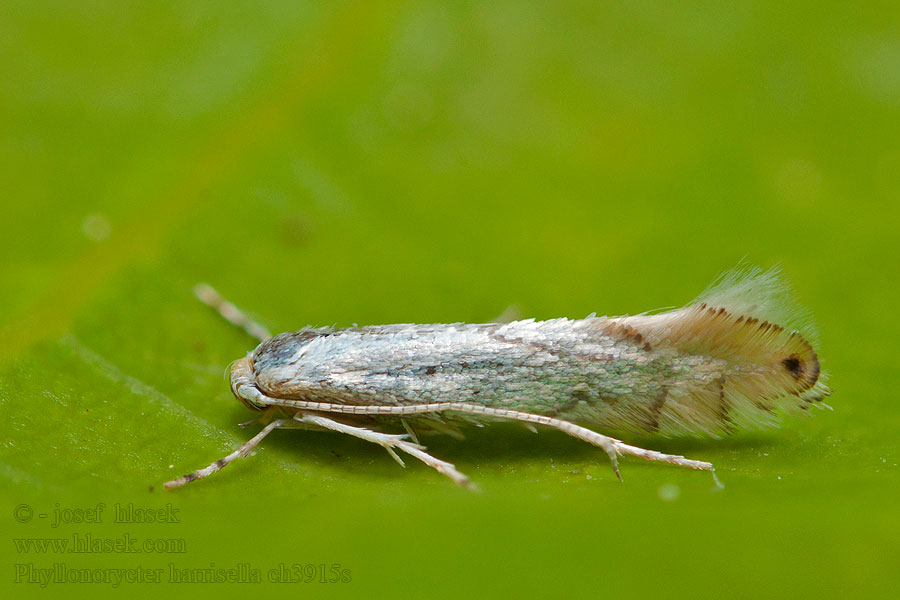 Phyllonorycter harrisella