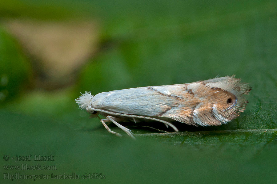 Phyllonorycter harrisella Ploskáčik Harrisov Witte eikenvouwmot