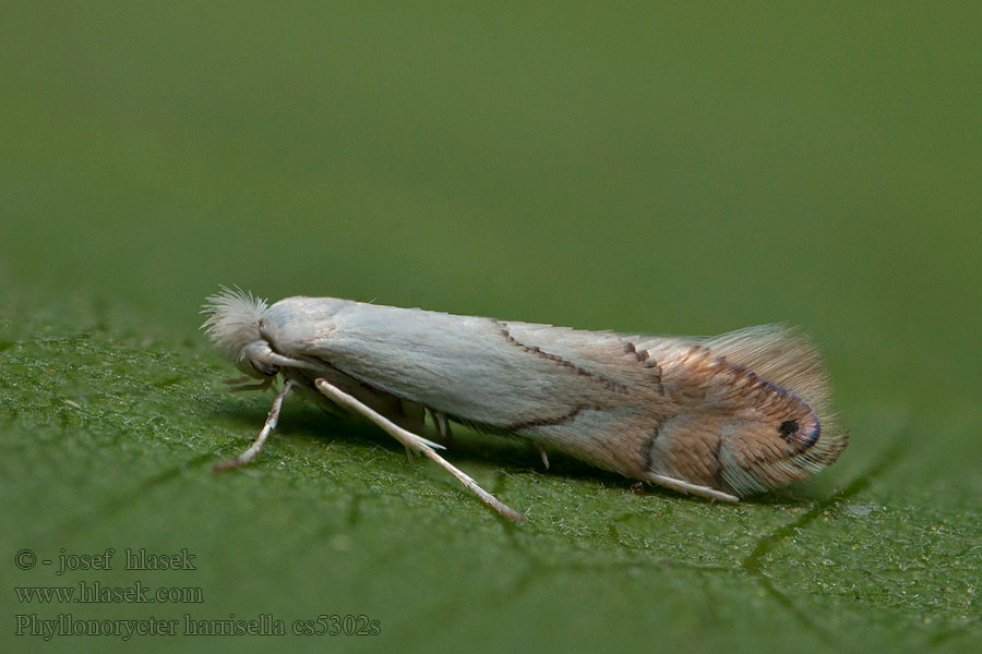 Phyllonorycter harrisella Ploskáčik Harrisov Gulspetsad ekguldmal