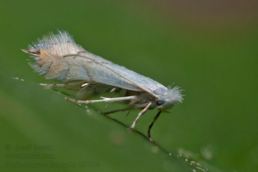 Phyllonorycter harrisella