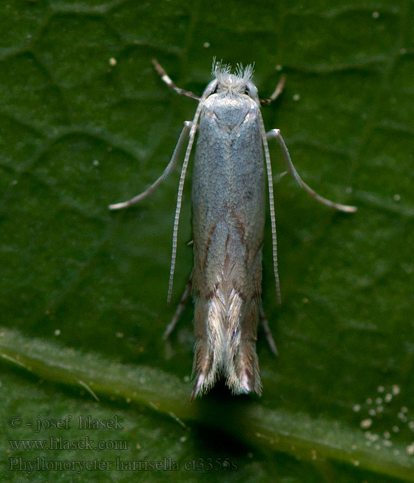 Phyllonorycter harrisella