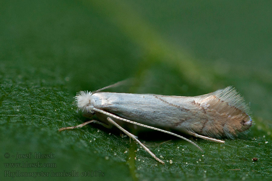 Phyllonorycter harrisella