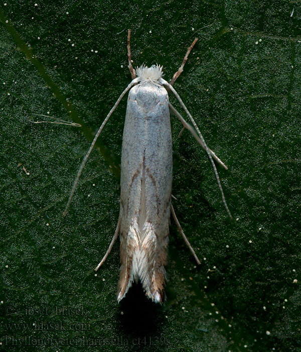 Phyllonorycter harrisella