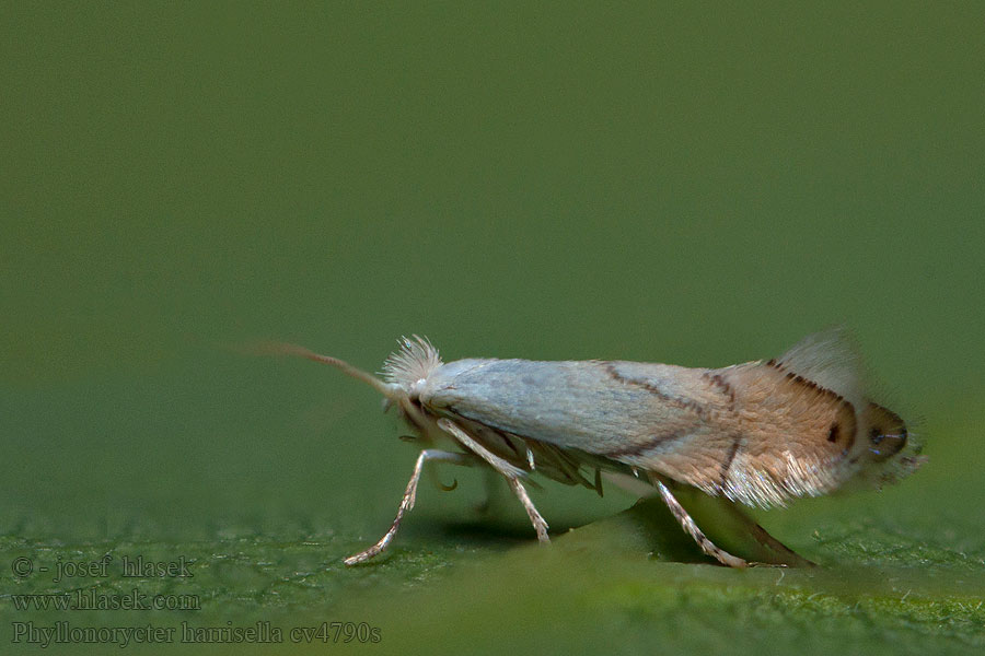 Ploskáčik Harrisov Witte eikenvouwmot Phyllonorycter harrisella