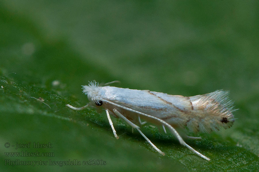 Phyllonorycter heegeriella Pale Oak Midget Ploskáčik Heegerov