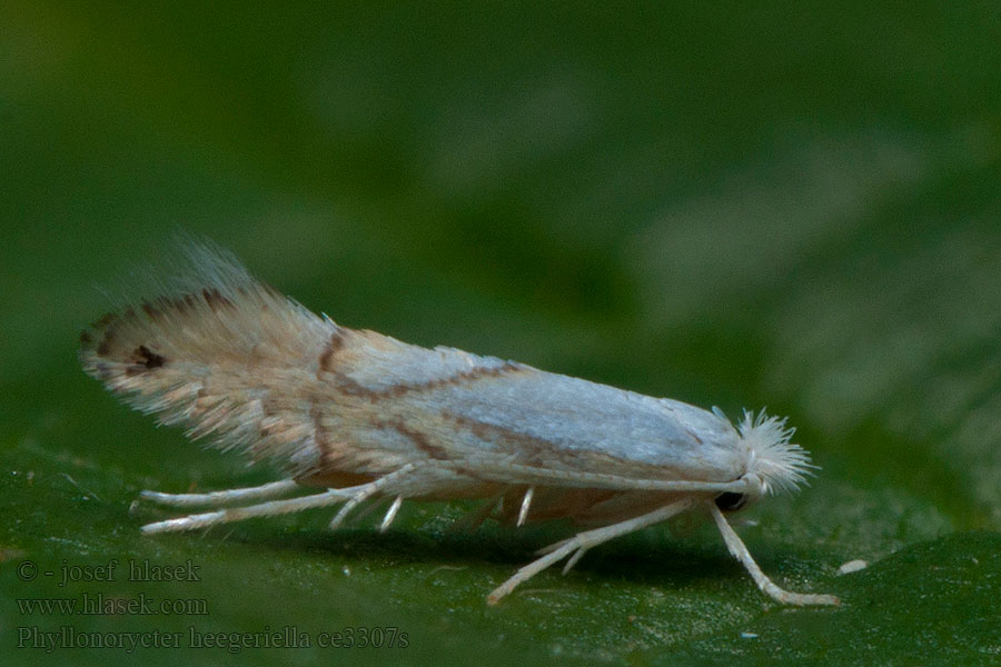 Phyllonorycter heegeriella Gestreepte eikenvouwmot Vit ekguldmal