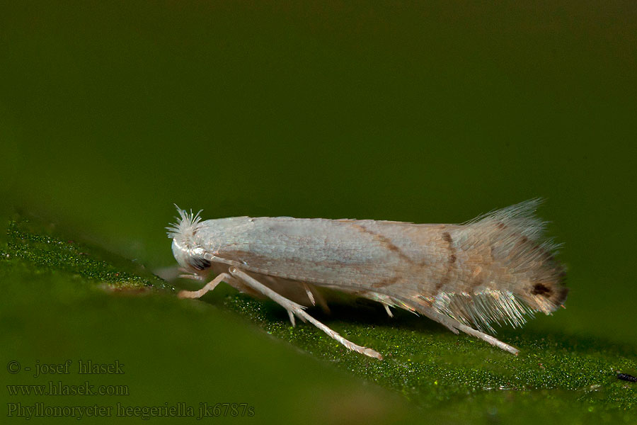Pale Oak Midget Ploskáčik Heegerov Gestreepte eikenvouwmot Vit ekguldmal Phyllonorycter heegeriella