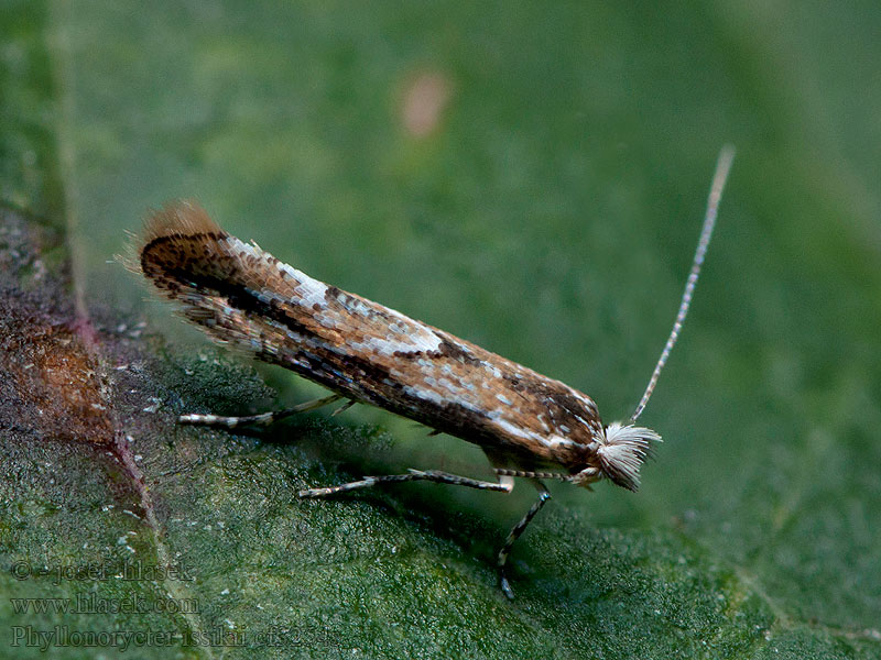Phyllonorycter issikii Lindenminiermotte Lime leaf miner
