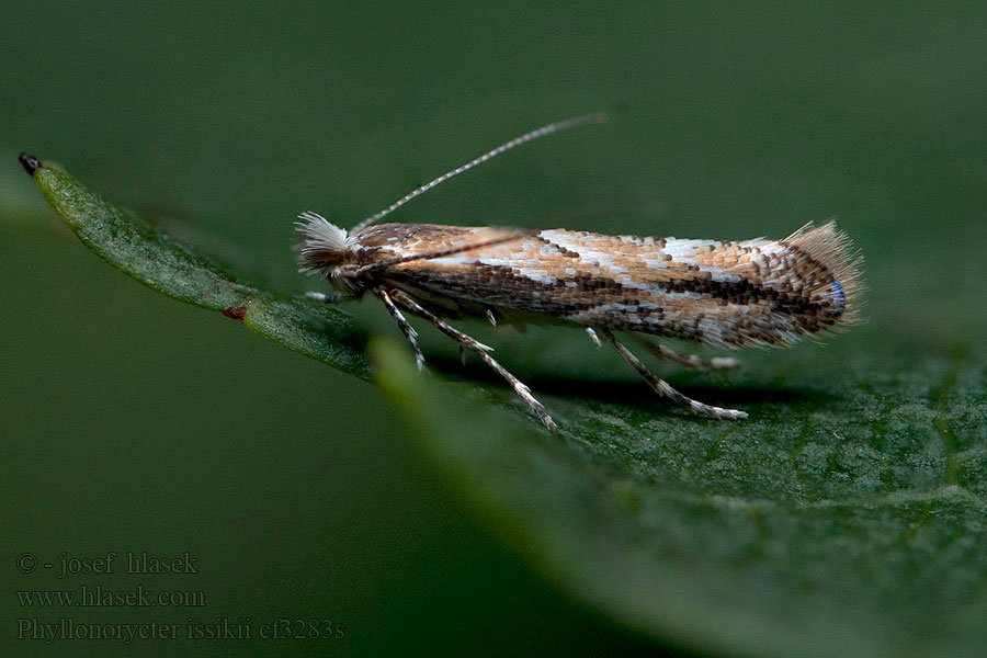 Phyllonorycter issikii Липовая моль-пестрянка Lindevouwmot