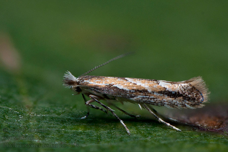 Phyllonorycter issikii Hárslevél-sátorosmoly