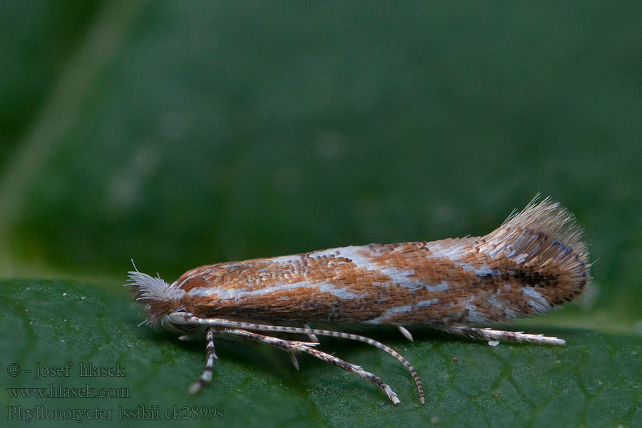 Phyllonorycter issikii