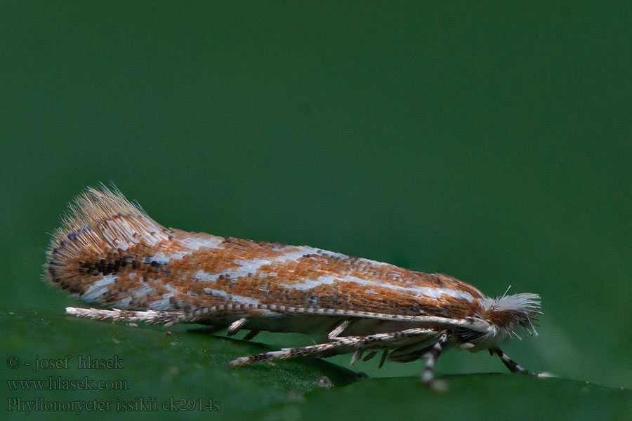 Phyllonorycter issikii