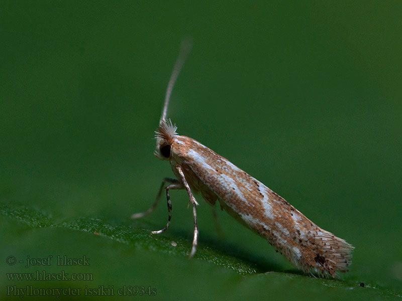 Phyllonorycter issikii