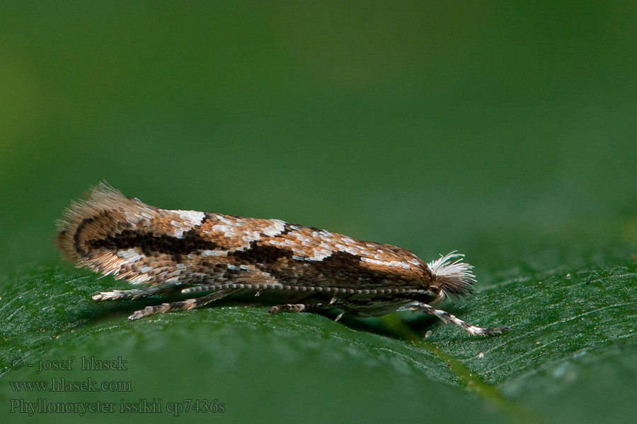 Lindenminiermotte Phyllonorycter issikii