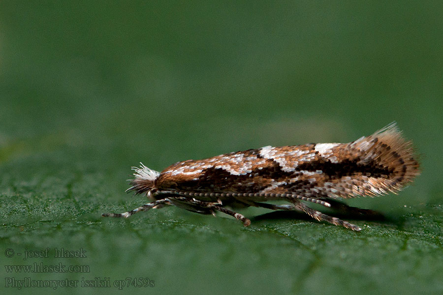 Lime leaf miner Phyllonorycter issikii