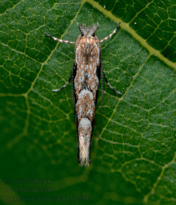 Липовая моль-пестрянка Lindevouwmot Phyllonorycter issikii